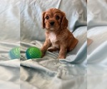 Small Photo #3 Cavalier King Charles Spaniel Puppy For Sale in LOCKPORT, IL, USA
