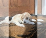 Puppy Red Collar Goldendoodle-Poodle (Standard) Mix