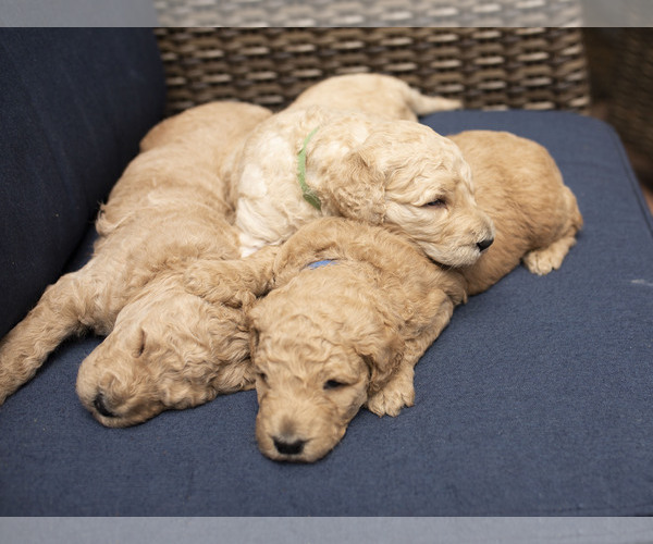 Medium Photo #7 Goldendoodle Puppy For Sale in CITRUS HEIGHTS, CA, USA