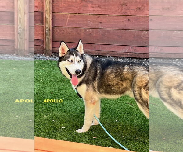 Medium Photo #4 - Mix Puppy For Sale in Woodland Hills, CA, USA