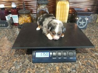 Miniature Australian Shepherd Puppy for sale in LAWRENCE, KS, USA