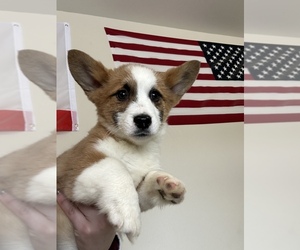 Pembroke Welsh Corgi Puppy for sale in KERMAN, CA, USA
