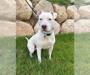 Dogo Argentino-Unknown Mix Dogs for adoption in Sandy, UT, USA