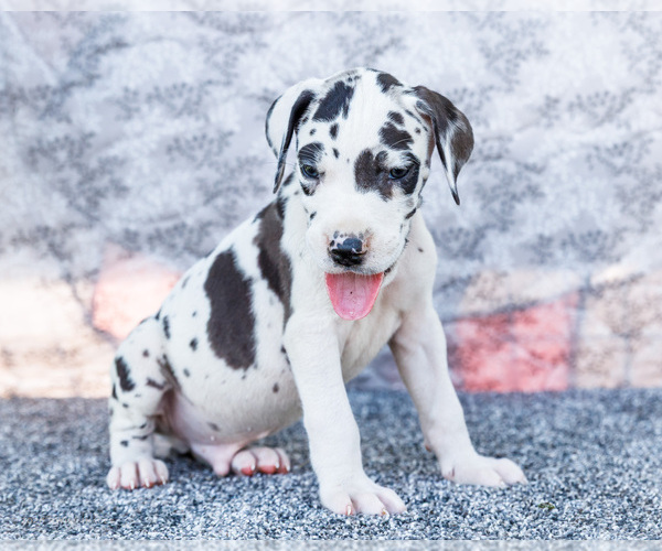 Medium Photo #38 Great Dane Puppy For Sale in WAKARUSA, IN, USA