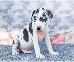 Small Photo #8 Great Dane Puppy For Sale in WAKARUSA, IN, USA