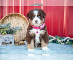 Puppy Lilly Miniature Australian Shepherd