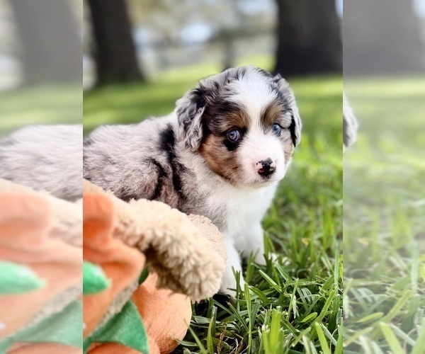 Medium Photo #31 Miniature Australian Shepherd Puppy For Sale in ANTHONY, FL, USA