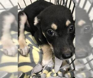 Labrador Retriever Dogs for adoption in Conroe, TX, USA