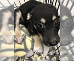 Small Labrador Retriever