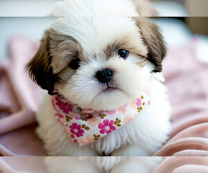 Shih Tzu Puppy for sale in KALAMAZOO, MI, USA