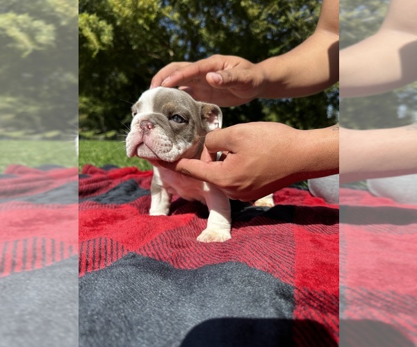 Medium Photo #1 English Bulldog Puppy For Sale in FRESNO, CA, USA