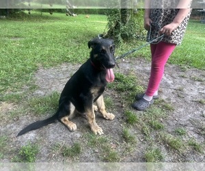 German Shepherd Dog Puppy for sale in SWANSBORO, NC, USA