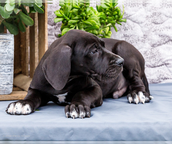 Medium Photo #84 Great Dane Puppy For Sale in WAKARUSA, IN, USA
