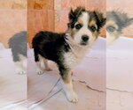 Small Australian Shepherd Mix
