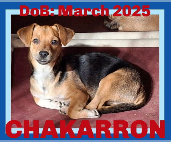 Medium Photo #2 Chihuahua-Unknown Mix Puppy For Sale in Sebec, ME, USA
