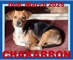 Small #1 Chihuahua Mix