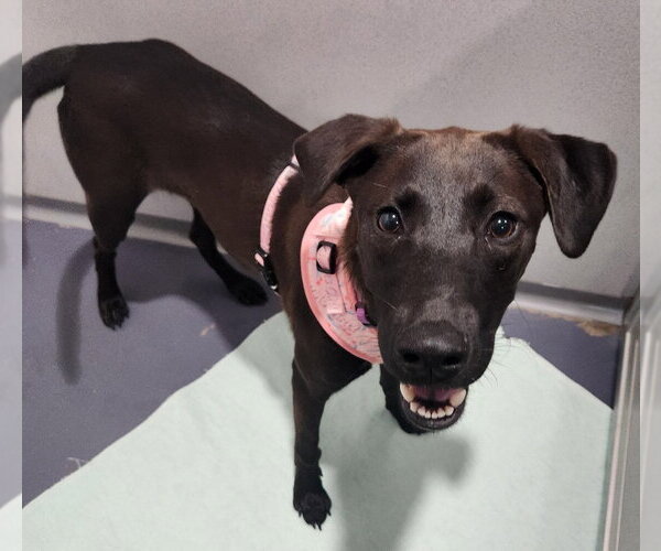 Medium Photo #1 Labrador Retriever Puppy For Sale in Walnutport, PA, USA