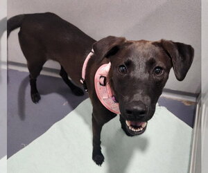 Labrador Retriever Dogs for adoption in Walnutport, PA, USA