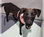Small Labrador Retriever