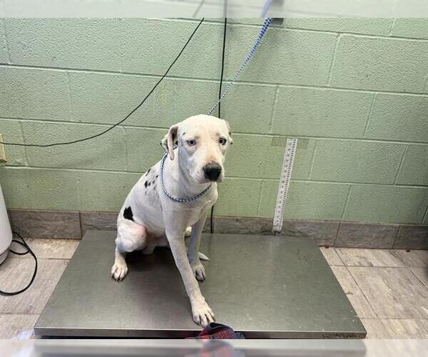 Medium Photo #1 American Staffordshire Terrier-Unknown Mix Puppy For Sale in Grand Prairie, TX, USA