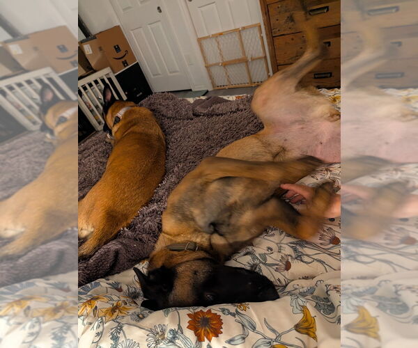 Medium Photo #6 Mutt Puppy For Sale in Imlay City, MI, USA