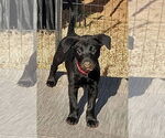 Small #2 Labrador Retriever Mix