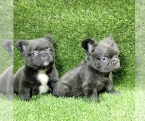 French Bulldog Puppy for sale in ORLANDO, FL, USA