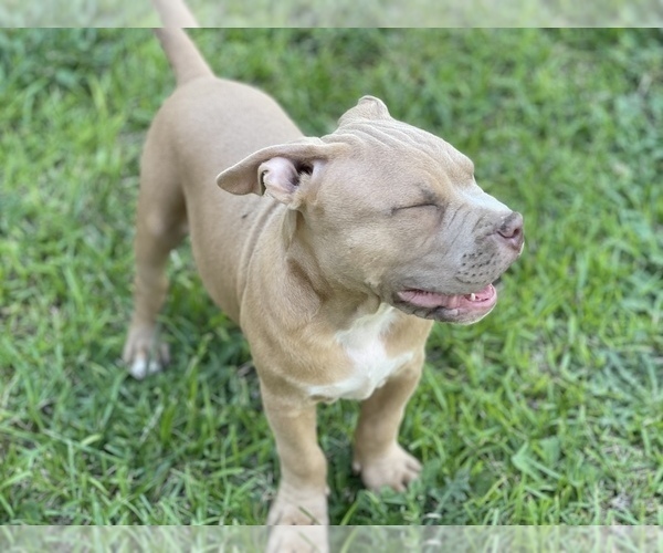 Medium Photo #11 American Bully Puppy For Sale in RAEFORD, NC, USA
