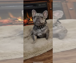 Small Photo #1 French Bulldog Puppy For Sale in EAST WENATCHEE, WA, USA