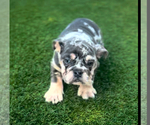 Small #6 English Bulldogge