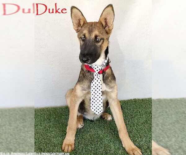 Medium Photo #1 German Shepherd Dog-Unknown Mix Puppy For Sale in San Diego, CA, USA