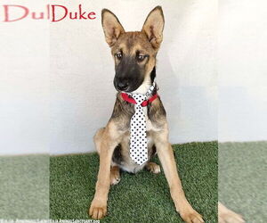 German Shepherd Dog Mix Dog for Adoption in San Diego, California USA