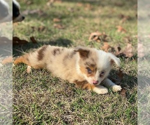 Miniature Australian Shepherd Puppy for sale in BROOKER, FL, USA
