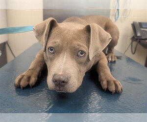 Bulldog-Unknown Mix Dogs for adoption in Mobile, AL, USA