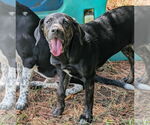 Small #3 Mountain Cur Mix