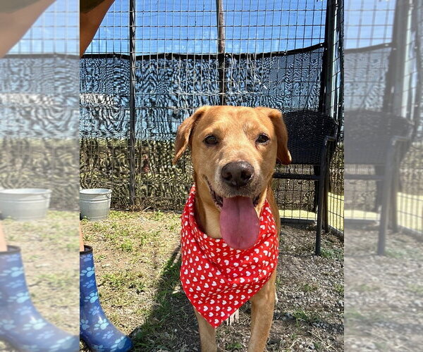 Medium Photo #4 Mutt Puppy For Sale in Abbeville, LA, USA