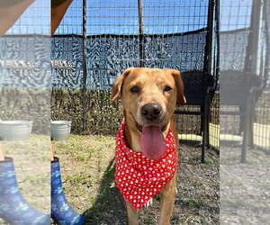 Brinks - Male Mutt Dog for Adoption - Photo #4