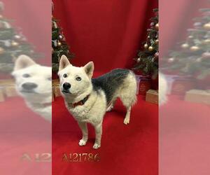 Siberian Husky Dogs for adoption in HESPERIA, CA, USA