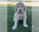 Small #1 Goldendoodle