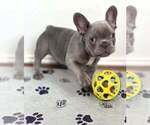 Small #7 French Bulldog
