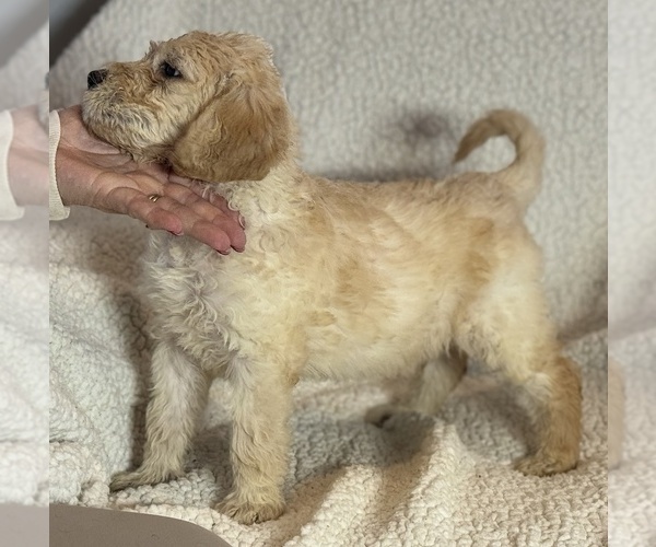 Medium Photo #9 Double Doodle Puppy For Sale in GREENFIELD, IN, USA