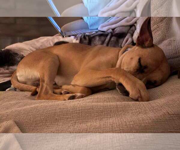 Medium Photo #7 Mutt Puppy For Sale in Kennesaw, GA, USA