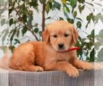Small Golden Retriever