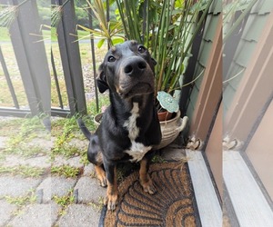 Shepweiller Dogs for adoption in Mechanicsburg, PA, USA