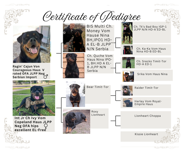 Medium Photo #3 Rottweiler Puppy For Sale in HOUSTON, AR, USA