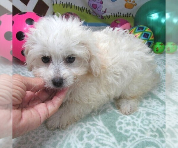 Medium Photo #7 Maltipoo Puppy For Sale in RATTAN, OK, USA