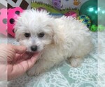 Small #6 Maltipoo