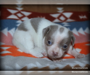 Medium Chihuahua