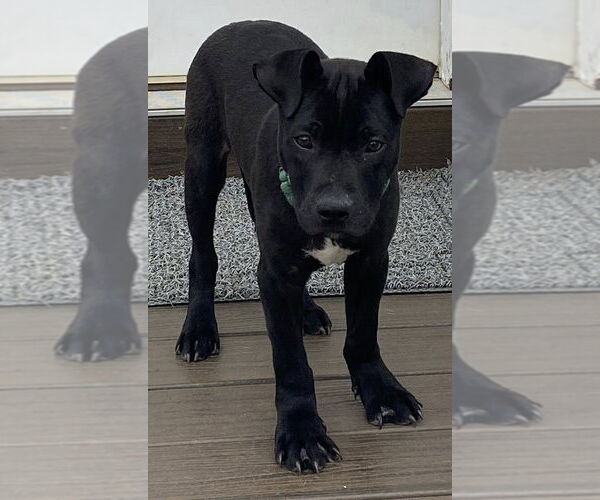 Medium Photo #8 Catahoula Leopard Dog-Labrador Retriever Mix Puppy For Sale in New York, NY, USA