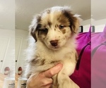 Small Photo #4 Australian Shepherd Puppy For Sale in MARYSVILLE, IN, USA